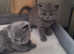 British shorthaired kittens