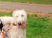 Deerhound x greyhound (longdog)
