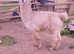 2 1/2 year old intact Male Alpaca