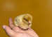 Beautiful chicks for sale