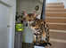 Female bengal  pure breed