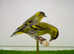 Siskins
