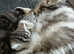Bsh.Silver Tabby kitten.GCCF.