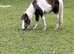 Registered New Forest  yearling , 2 and 3 year old Geldings & Filly