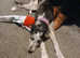 Male merlin grey hound x lurcher