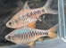 Tropical Fish small community type Rainbowfish Barbs Tetras & Danios (tank bred) can deliver