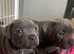 Bullscaff Pharaon puppy's