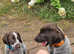 German Shorthaired Pointer