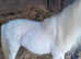 Miniature spotted stallion 4yrs