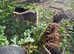 Pair of Soay Sheep wethers rare breed