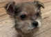 Beautiful yorkie boy