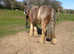 Gorgeous Red and Blue Blagdon Mini Cob Gelding For Sale