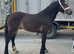 Filly to make 14.3hh