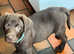 CHOCOLATE LABRADOR PUPPIES