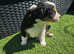 Pure border collie pups