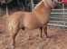 Red dun stallion