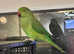 Beautiful young baby Indian ringnick parrot