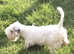 Sealyham Terrier Puppies- 2 boys remaining READY NOW