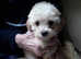 Very pretty apricot and white cavapoochon puppies  for sale