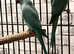 Beautiful baby blue Indian ringnick parrot