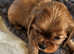 KC Registered Cavalier Puppies from Champ line