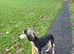 Kc registered saluki for stud