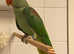 Beautiful young alexandrine parrot