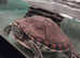 3 year old map turtle