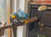 Blue &Gold Macaw pair
