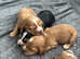 7 cocker spaniel puppies