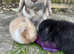 Two very cute mini lops for sale