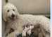 Goldendoodle double doodle pup ready to go