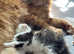 Maine coon cross domestic cat