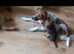Female jack russell cross border terrier pup