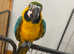 Baby HandReared Blue & Golden Macaw Parrot