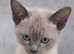 Tonkinese kitten available to the right home