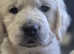 Kennel Club Golden Retriever Puppies Looking for Their Forever Homes
