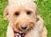 BEAUTIFUL F1 MINIATURE GOLDENDOODLE GIRL FOR SALE.