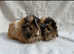 Gorgeous Baby Female Guinea Pigs Available