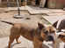American pocket bully