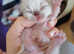 Exotic shorthair kittens colourpoint