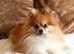 Miniature Pomeranian puppies