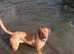 Beautiful fox red hip score/health tested puppies for sale