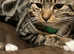 14 month old, Tabby male cat to rehome
