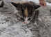 Kittens for sale! gorgeous markings.