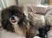 Shiranian puppies ( Pomeranian cross imperial shihtzu)