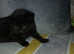 3 girl kittens for sale