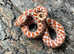 Red Toffeebelly Western Hognose at Birmingham Reptiles