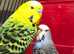 Bonded pair of budgies