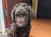 Curly coated retriever liver bitch puppy